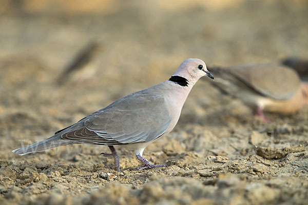 Röteltaube (Streptopelia vinacea)