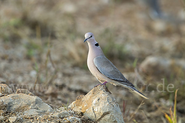 Röteltaube (Streptopelia vinacea)