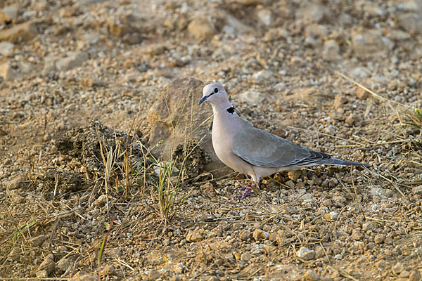 Röteltaube (Streptopelia vinacea)