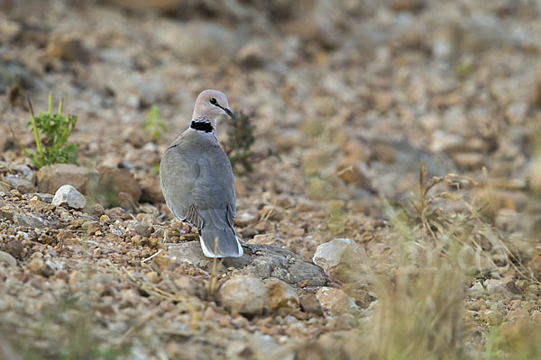 Röteltaube (Streptopelia vinacea)