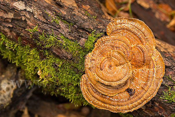 Rötender Blätterwirrling (Daedaleopsis confragosa)