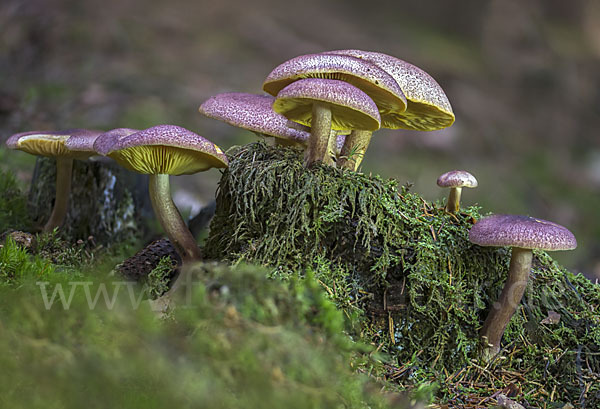 Rötlicher Holzritterling (Tricholomopsis rutilans)