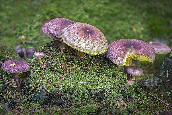 Rötlicher Holzritterling (Tricholomopsis rutilans)