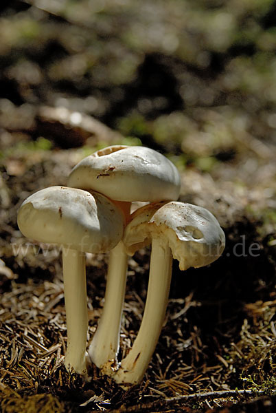 Rötling spec. (Entoloma spec.)