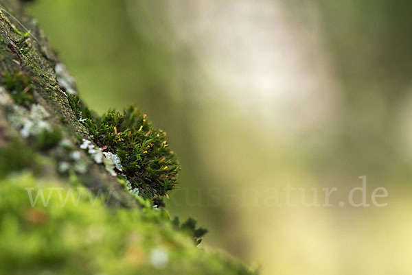 Rogers Kapuzenmoos (Orthotrichum rogeri)