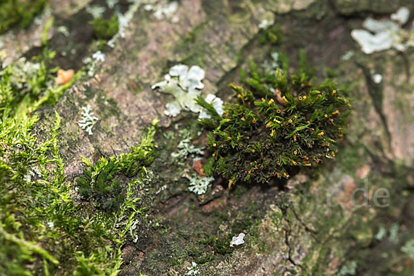 Rogers Kapuzenmoos (Orthotrichum rogeri)