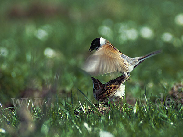 Rohrammer (Emberiza schoeniclus)