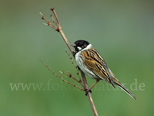 Rohrammer (Emberiza schoeniclus)