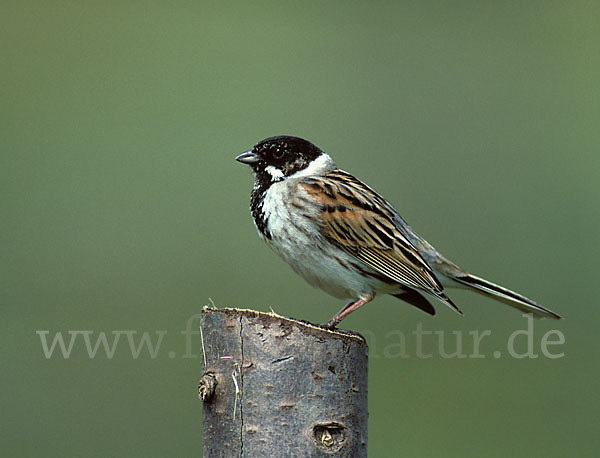 Rohrammer (Emberiza schoeniclus)