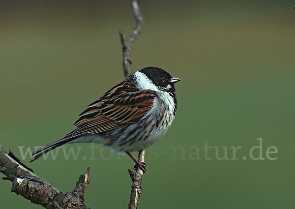 Rohrammer (Emberiza schoeniclus)