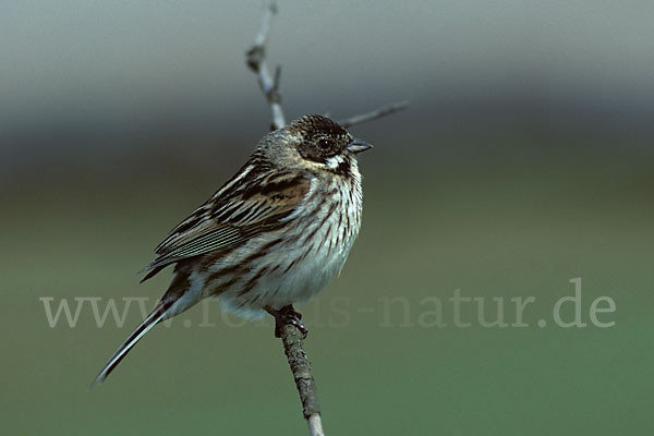 Rohrammer (Emberiza schoeniclus)