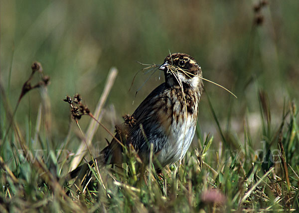 Rohrammer (Emberiza schoeniclus)