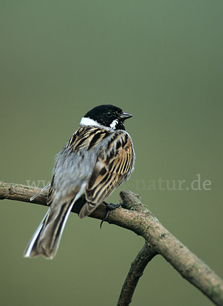 Rohrammer (Emberiza schoeniclus)