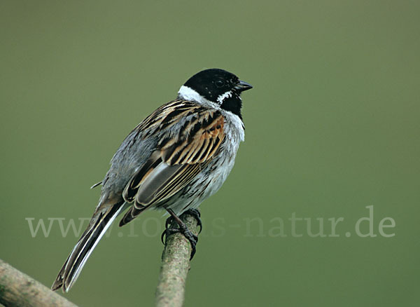 Rohrammer (Emberiza schoeniclus)