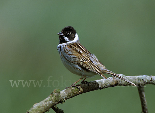 Rohrammer (Emberiza schoeniclus)