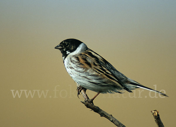 Rohrammer (Emberiza schoeniclus)