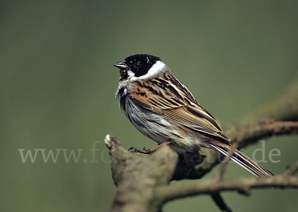 Rohrammer (Emberiza schoeniclus)