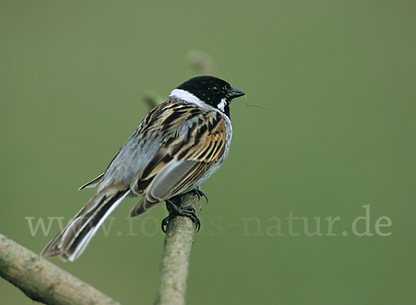 Rohrammer (Emberiza schoeniclus)