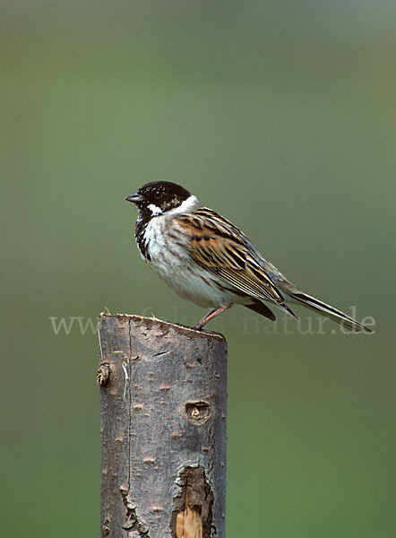 Rohrammer (Emberiza schoeniclus)