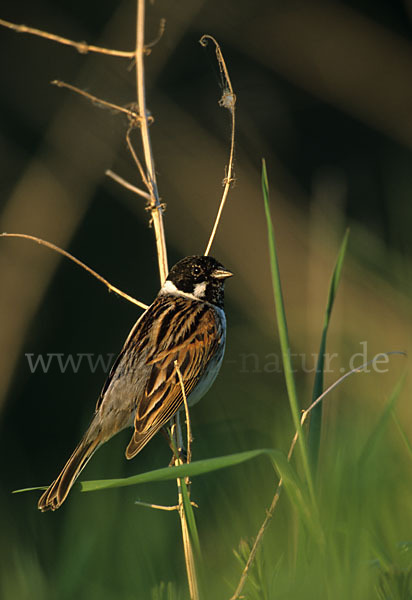 Rohrammer (Emberiza schoeniclus)