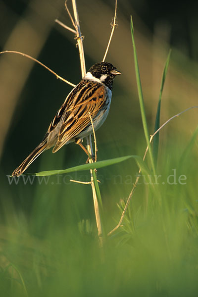 Rohrammer (Emberiza schoeniclus)