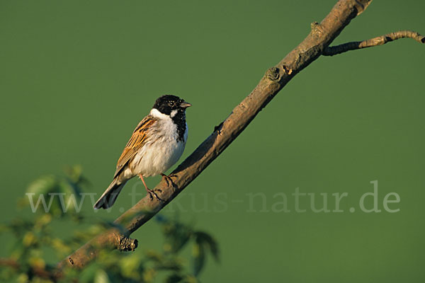 Rohrammer (Emberiza schoeniclus)