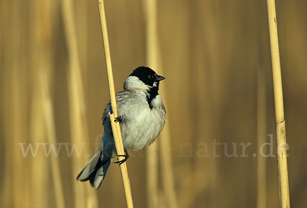 Rohrammer (Emberiza schoeniclus)