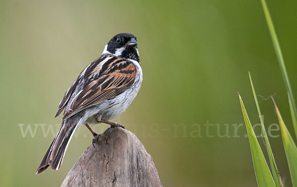 Rohrammer (Emberiza schoeniclus)