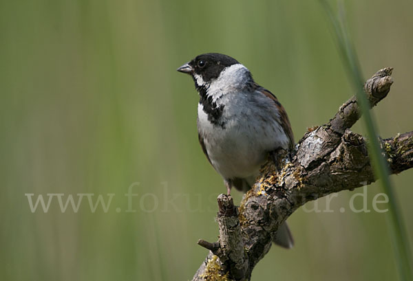 Rohrammer (Emberiza schoeniclus)