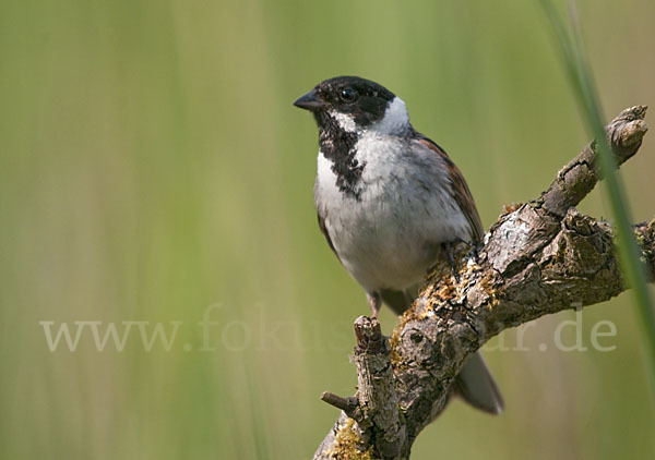 Rohrammer (Emberiza schoeniclus)