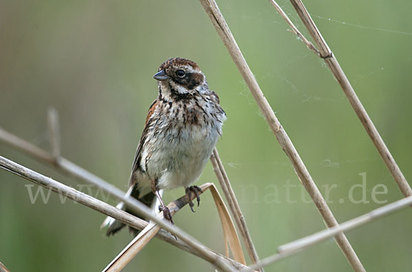 Rohrammer (Emberiza schoeniclus)