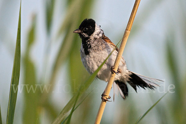 Rohrammer (Emberiza schoeniclus)