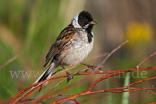 Rohrammer (Emberiza schoeniclus)