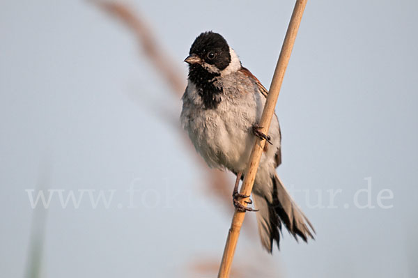 Rohrammer (Emberiza schoeniclus)