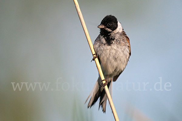 Rohrammer (Emberiza schoeniclus)