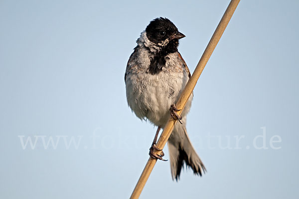 Rohrammer (Emberiza schoeniclus)