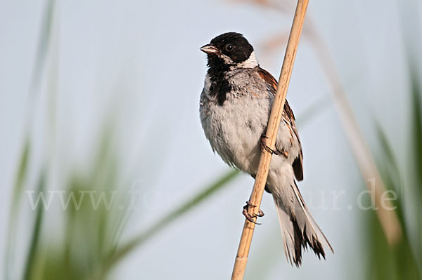 Rohrammer (Emberiza schoeniclus)