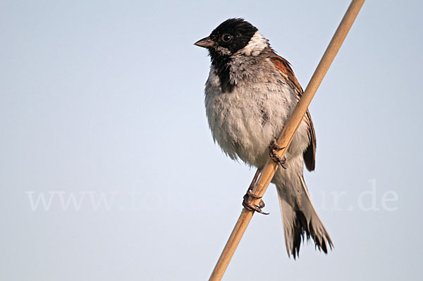 Rohrammer (Emberiza schoeniclus)