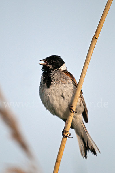 Rohrammer (Emberiza schoeniclus)