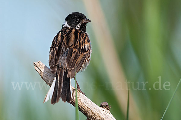 Rohrammer (Emberiza schoeniclus)