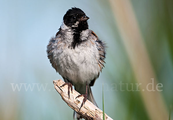 Rohrammer (Emberiza schoeniclus)