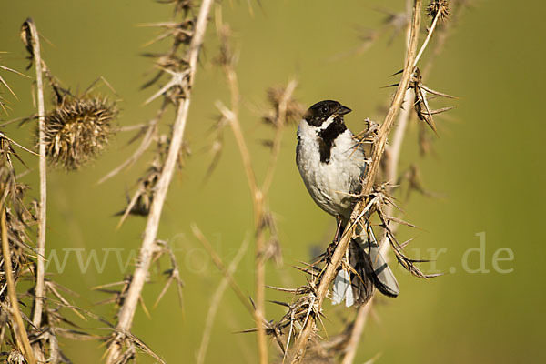 Rohrammer (Emberiza schoeniclus)