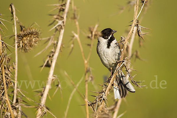 Rohrammer (Emberiza schoeniclus)