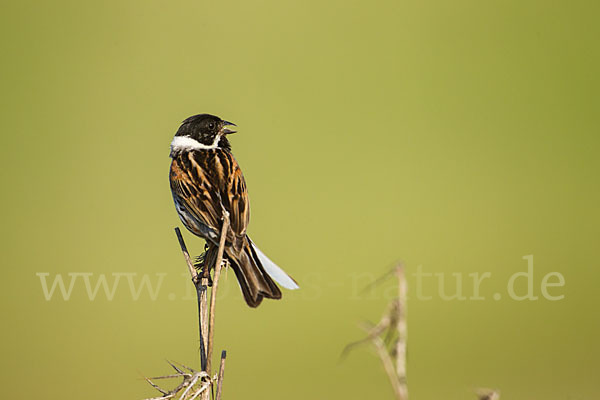 Rohrammer (Emberiza schoeniclus)