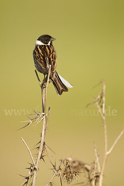 Rohrammer (Emberiza schoeniclus)