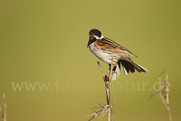 Rohrammer (Emberiza schoeniclus)