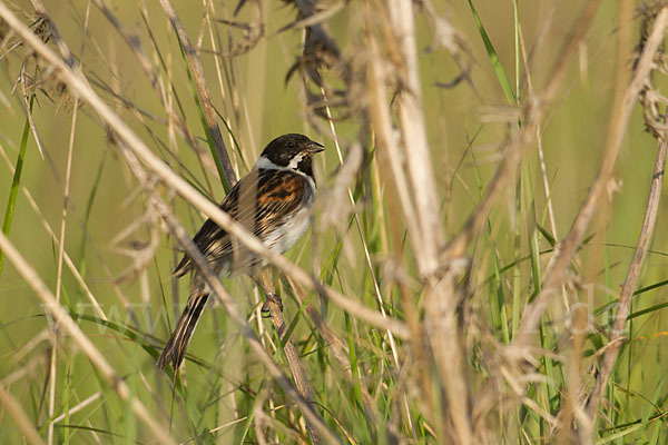 Rohrammer (Emberiza schoeniclus)