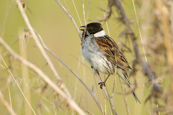 Rohrammer (Emberiza schoeniclus)