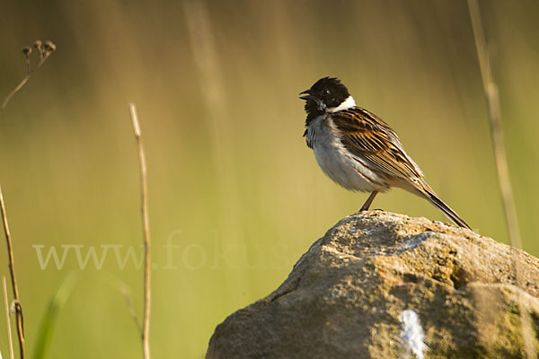 Rohrammer (Emberiza schoeniclus)