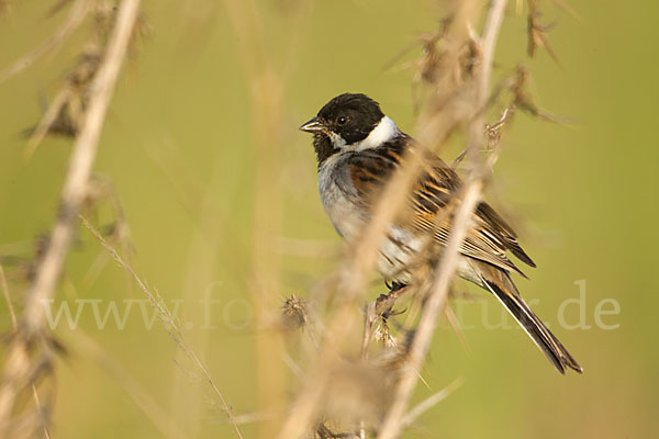 Rohrammer (Emberiza schoeniclus)